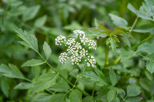 The white flowers of water dropwort (Oenanthe javanica) glow in the vegetable and herb garden.