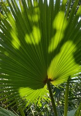Fototapeta premium Sunlit Palm Leaf Fan