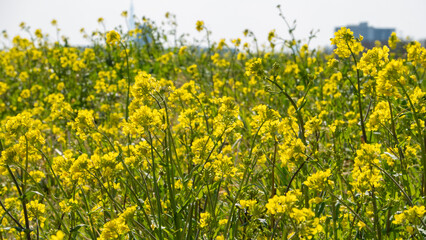 Fototapeta premium canola flowers,rapeseed flowers,作物,キャノーラ,花,セイヨウアブラナ,植物,春,人物なし,自然,農業,果樹の花,成長,クローズアップ,田畑,花頭,農園,空,自然の景観,アブラナ属