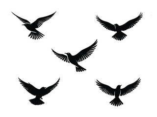 flying bird