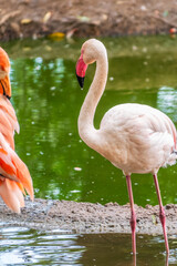 The greater flamingo, Phoenicopterus roseus, standing in water on lake shore.