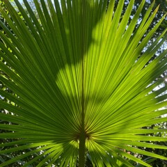 Fototapeta premium Sunlit Palm Leaf Fan