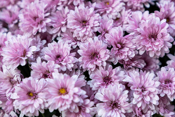 Obraz premium Red chrysanthemum flowers close up