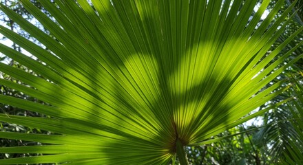 Fototapeta premium Sunlit Palm Leaf Fan