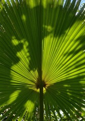 Fototapeta premium Sunlit Palm Leaf Fan