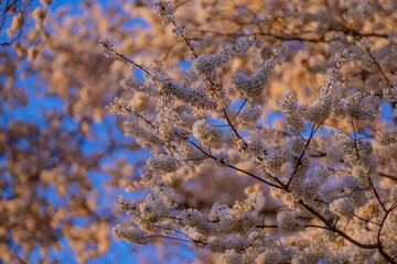 Spring blossom background. Blossoming tree branch with white flowers.