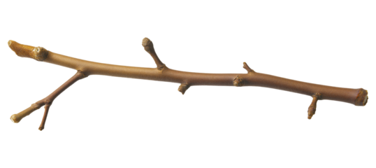 Thin branch isolated on transparent background