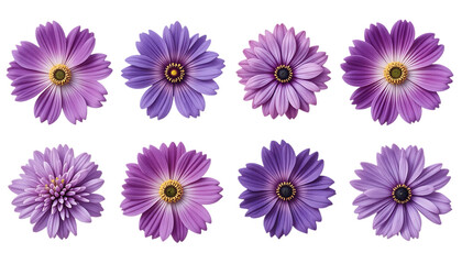 Naklejka premium set of Purple Flowers in Late Spring or Early Summer isolated on png 