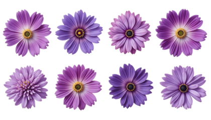 set of Purple Flowers in Late Spring or Early Summer isolated on png 