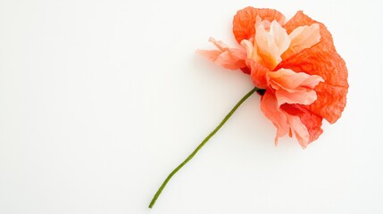 single red poppy flower lies gracefully on white background symbolizing remembrance with ample negative copy space