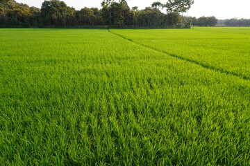 A vast paddy field with full of rice seedlings 