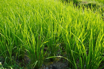 Fototapeta premium Young rice plants on the paddy field