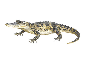 Fototapeta premium Detailed Illustration of an Alligator with Brown and Yellow Scales on a Transparent Background