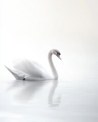 Obraz premium Elegant swan swimming gently in the clear water creating ripples and reflections in the surface