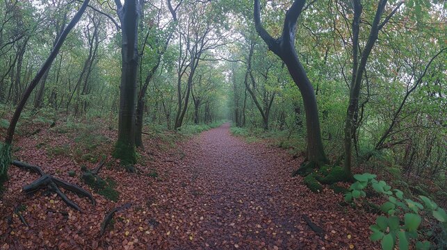A quiet forest trail covered in fallen leaves, the dapp ugh the canopy in a soft-focus effect. pic