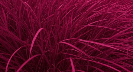 Obraz premium Vibrant Magenta Grass in Motion