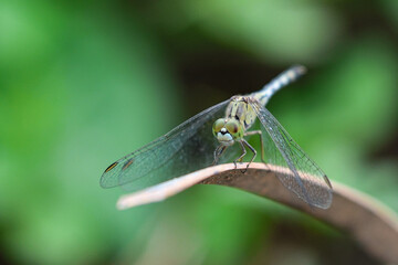 Dragonflies are winged insects that feed on other insects. Diplacodes trivialis males have blue body, thorax and abdomen. Females have green body, thorax and abdomen.