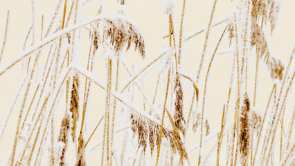 Closeup of frost-covered pampas grass on beige background, soft pastel color. Icy texture and...