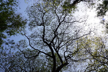 The forest canopy made by tree branches with leaves 