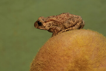 An Asian black spined toad is hunting for prey on a mossy rock. This amphibian has the scientific...