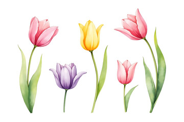 Fototapeta premium Watercolor Tulip Clipart PNG – Floral Spring Flowers Illustration for Designs