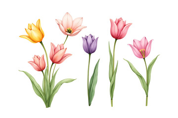Fototapeta premium Watercolor Tulip Clipart PNG – Hand-Drawn Floral Elements for Designs