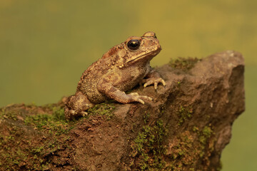 An Asian black spined toad is hunting for prey on a mossy rock. This amphibian has the scientific name Bufo melanostictus.