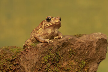 An Asian black spined toad is hunting for prey on a mossy rock. This amphibian has the scientific name Bufo melanostictus.
