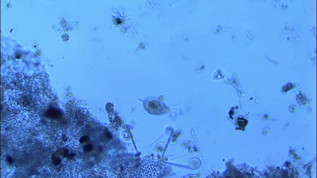 Eukaryotic microorganisms in aquatic environment