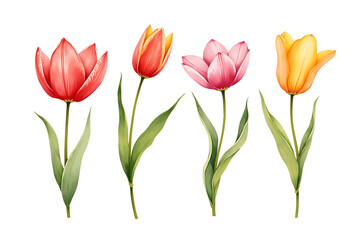 Fototapeta premium Beautiful Watercolor Tulip Flowers Illustration in Pink, Red, and Yellow