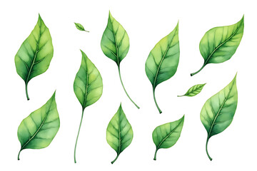 Naklejka premium Watercolor Green Leaves Clipart | Botanical Foliage PNG