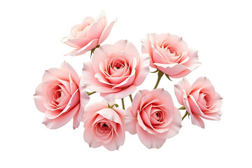 Realistic Pink Rose Bouquet PNG | Floral Botanical Clipart