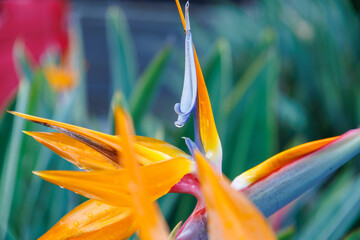 式根島の美しいストレリチア。

東京都伊豆諸島式根島 -2024
