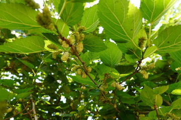 The mulberries on its branches along with its green leaves 