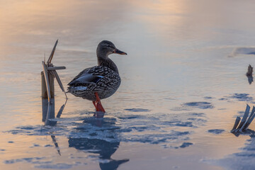 Single Mallard duck on a ice lake in winter time