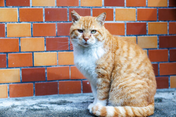 式根島の可愛い島猫。

東京都伊豆諸島式根島-2024
