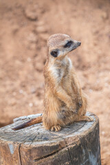 Meerkat, Suricata suricatta, on hind legs. Portrait of meerkat standing on hind legs with alert expression. Portrait of a funny meerkat sitting on its hind legs.