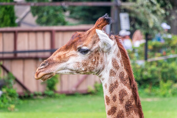 Close-up giraffe head on green leaves background