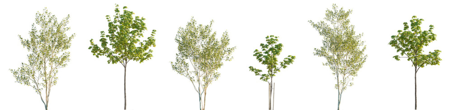 Street summer trees (Chestnut, Populus alba, Quercus rubra, platanus, maple) isolated png on a transparent background premium realistic cutout 