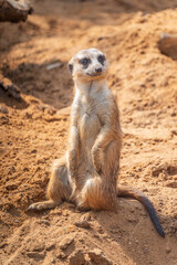 Meerkat, Suricata suricatta, on hind legs. Portrait of meerkat standing on hind legs with alert expression. Portrait of a funny meerkat sitting on its hind legs.