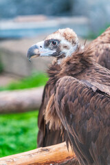 Close-up view portrait of Aegypius monachus (cinereous vulture or Eurasian black vulture) bird with brown plumage