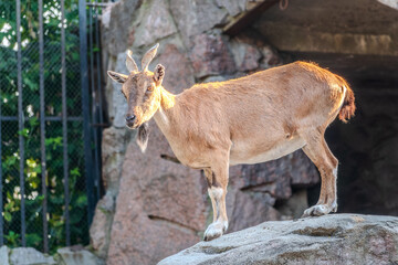 Markhor female on the rock. Latin name - Capra falconeri. Wild goat native to Central Asia, Karakoram and the Himalayas