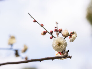 梅の花　晴れた春の日10