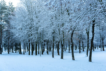 Winter landscapes in the park.