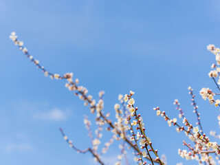 梅の花　晴れた春の日26