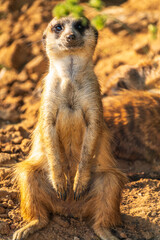 Meerkat, Suricata suricatta, on hind legs. Portrait of meerkat standing on hind legs with alert expression. Portrait of a funny meerkat sitting on its hind legs.