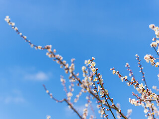 梅の花　晴れた春の日28