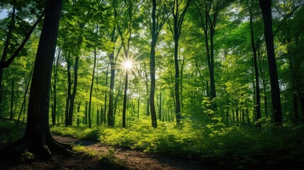 Fototapeta premium canopy tree lung