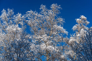 Winter landscapes in the park.