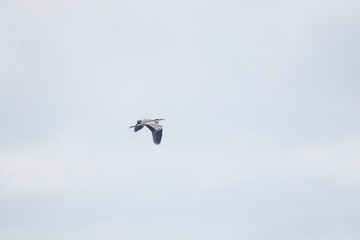 飛翔する美しいアオサギ（サギ科）
英名学名：Grey Heron (Ardea cinerea)
式根島の美しい海際露天風呂、地鉈温泉。
60mの断崖絶壁を降りてたどり着くワイルドな野湯である。
90度の源泉が小川となって潮溜まりに注ぎ込む。
海水と温泉が混ざって適温になった場所を探して入るシステム。

東京都伊豆諸島式根島-2024
